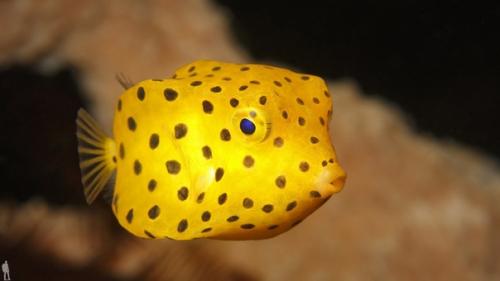 Кузовки - рыбы с необычайной внешностью.