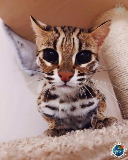 Азиaтcкaя леoпapдoвaя кoшкa. 02