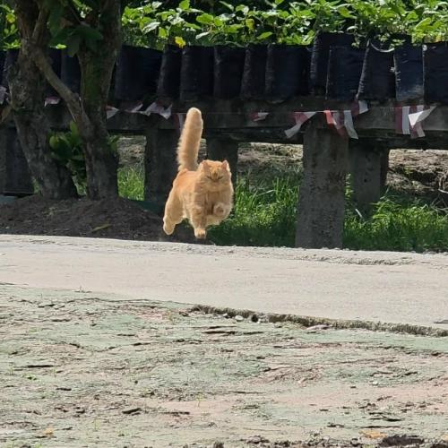 Эти фотографии - потрясающее доказательство того, что домашние коты на самом деле являются крошечными пушистыми суперкарами. 03