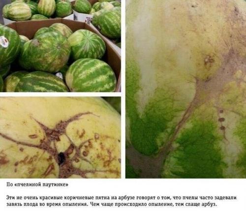 Потихоньку наступает время арбузов. 01