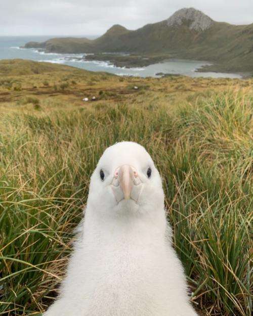 Кажется, будто у альбатросов - птенцов есть только два режима: 04