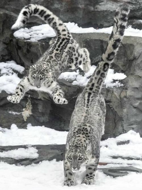 Снежный барс живёт там, где ветер режет лицо, а морозы доходят до - 30. 01