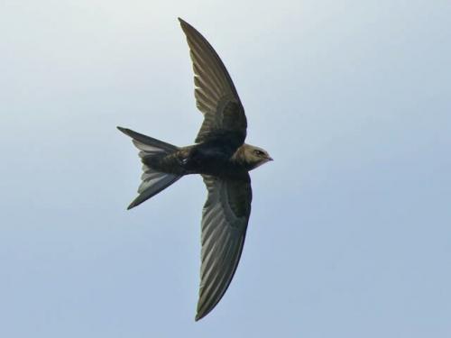 Стрижи максимально близко приблизились к тому, чтобы стать первыми животными, которые никогда не садятся на землю. 01