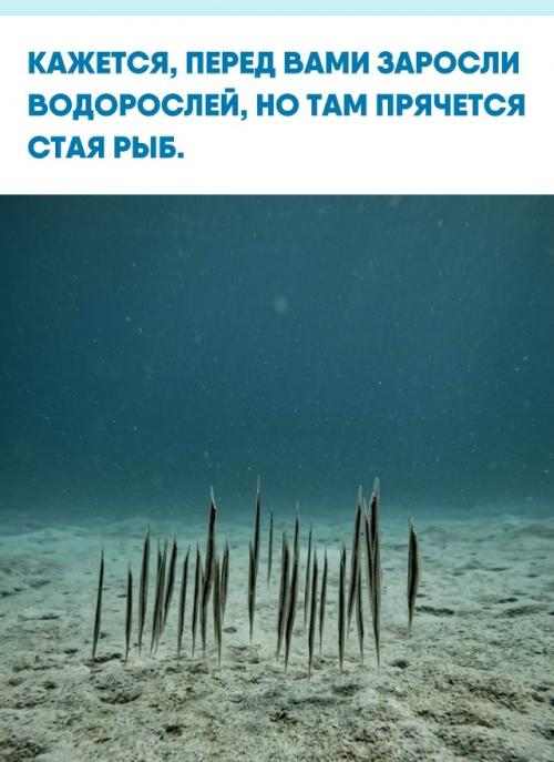 Эти странные создания - рыбы - кривохвостки, или Ghostpipefish, обитающие у берегов южной Азии на глубине до 30 метров.  