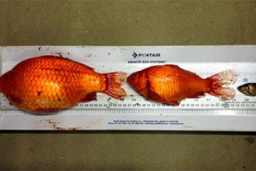 Канадцев попросят отказаться от смывания аквариумных рыбок в унитаз.