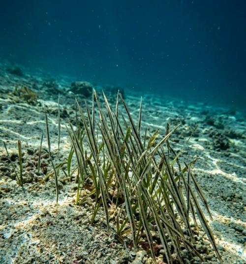 Эти странные создания - рыбы - кривохвостки, или Ghostpipefish, обитающие у берегов южной Азии на глубине до 30 метров. 01