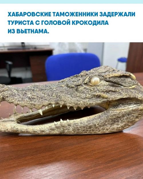 В ФТС сообщили, что голову крокодила нашли в чемодане россиянина с помощью рентген - машины при выборочном контроле.