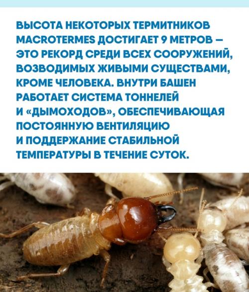 Даже самые умные города еще не научились так виртуозно управлять внутренним климатом, как это делают небольшие термиты в африканских саваннах. 01