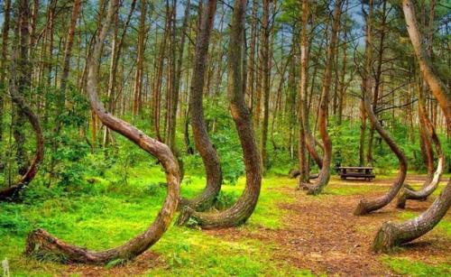 Кривой лес.  Лес с кривыми деревьями в Польше.