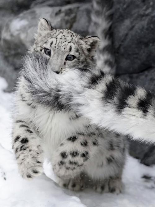 Снежный барс живёт там, где ветер режет лицо, а морозы доходят до - 30.