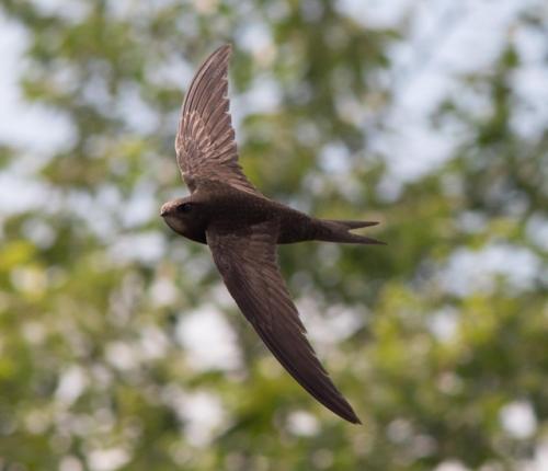 Стрижи максимально близко приблизились к тому, чтобы стать первыми животными, которые никогда не садятся на землю. 02