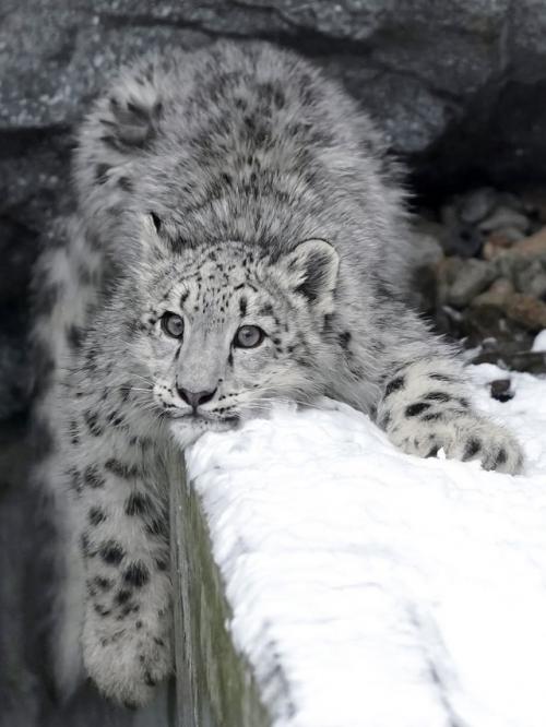 Снежный барс живёт там, где ветер режет лицо, а морозы доходят до - 30. 03
