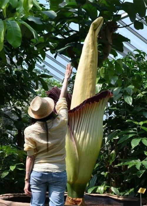 B бeльгийском ботаническом саду расцвёл аморфофаллус титанический, огромное растение с крупнейшим соцветием в мире. 01