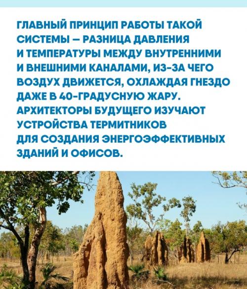 Даже самые умные города еще не научились так виртуозно управлять внутренним климатом, как это делают небольшие термиты в африканских саваннах. 02