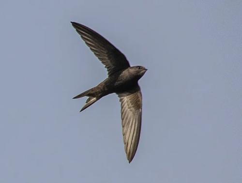 Стрижи максимально близко приблизились к тому, чтобы стать первыми животными, которые никогда не садятся на землю.