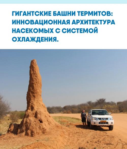 Даже самые умные города еще не научились так виртуозно управлять внутренним климатом, как это делают небольшие термиты в африканских саваннах.