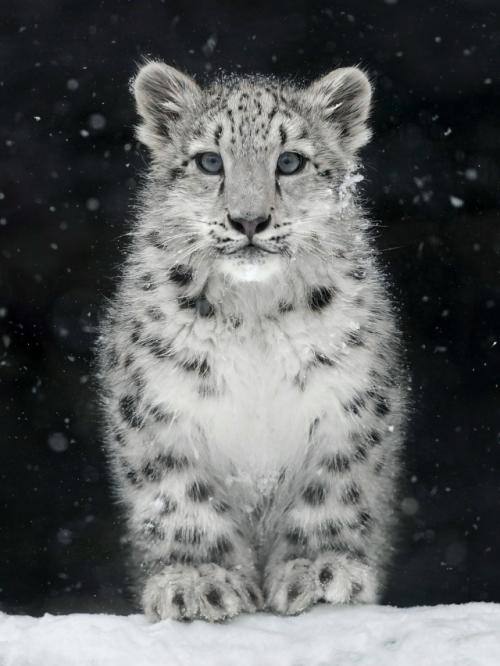 Снежный барс живёт там, где ветер режет лицо, а морозы доходят до - 30. 02