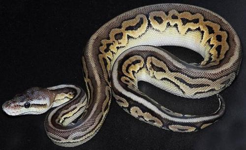 Дорогие домашние любимцы. 08