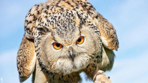 Жизнь самых интересных животных из разных уголков мира. 08 Жизнь самых интересных животных из разных уголков мира. 08