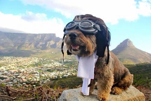 Оскар - пес - путешественник. 01