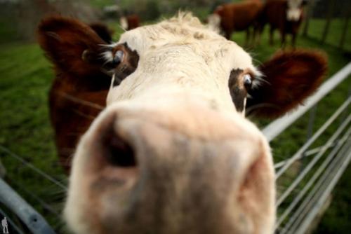 Жизнь самых интересных животных из разных уголков мира. 04 Жизнь самых интересных животных из разных уголков мира. 04