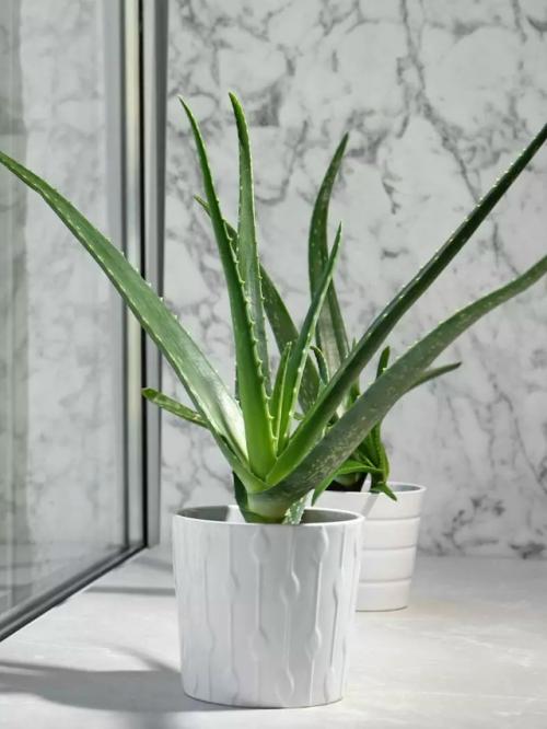 - Учёные выяснили: зелёные растения способны убирать до 94% вредных примесей, включая плесневые споры и частицы с микробами. 01