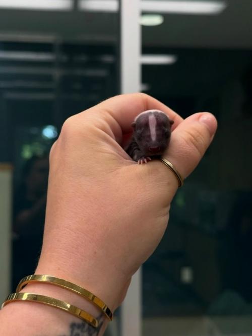 Вы когда-нибудь такого маленького скунса видели? 02