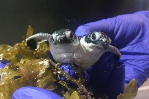 Жизнь самых интересных животных из разных уголков мира. 06 Жизнь самых интересных животных из разных уголков мира. 06