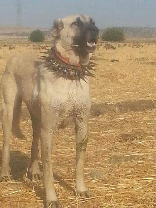 Цель такого ошейника - защитить собаку, носящую ее, во время борьбы с волками.