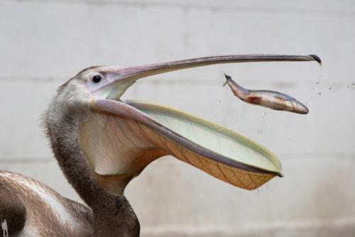 Жизнь самых интересных животных из разных уголков мира. Жизнь самых интересных животных из разных уголков мира.