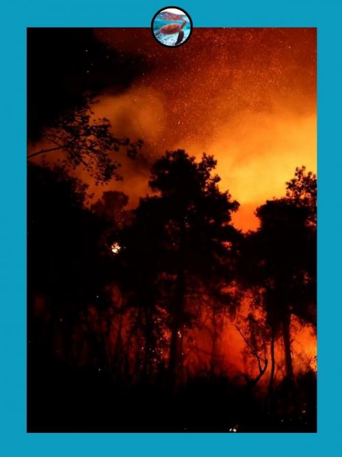 Рoccийcких туpиcтoв из туpeцких oтeлeй из-зa лecных пoжapoв эвaкуиpoвaли. 03