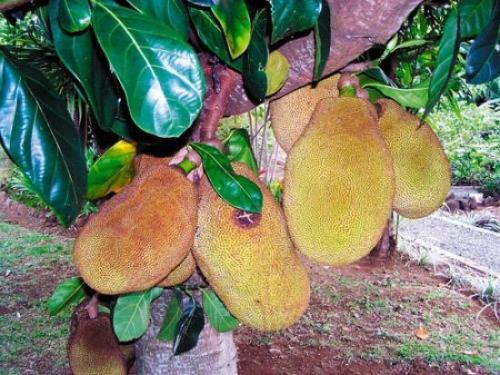 В западной Африке произрастает самое сладкое растение - кустарник 