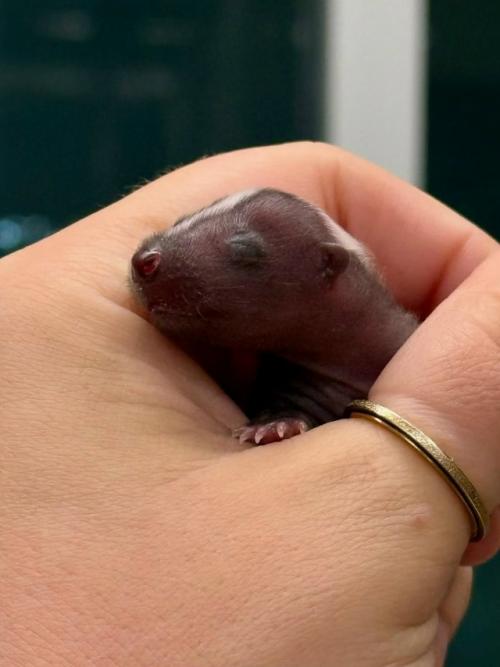 Вы когда-нибудь такого маленького скунса видели? 01