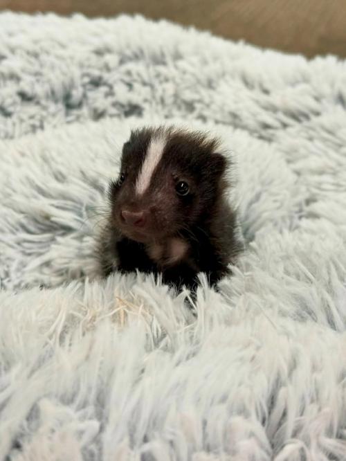 Вы когда-нибудь такого маленького скунса видели? 04