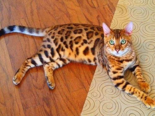 Дорогие домашние любимцы. 01