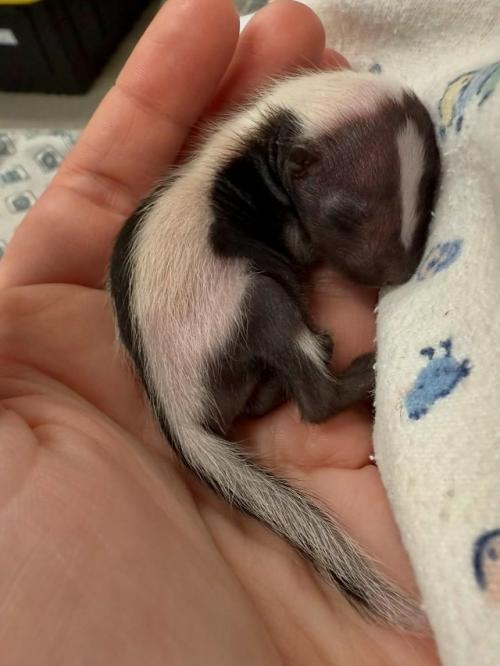 Вы когда-нибудь такого маленького скунса видели? 03