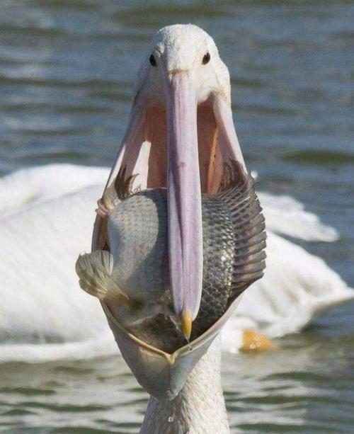 Роты разные нужны, роты разные важны! 02