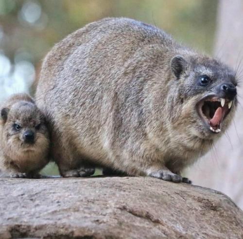 Даман - это одно из самых удивительных существ на планете, глядя на которое почти невозможно угадать его истинное происхождение. 03