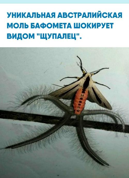 В Австралии обнаружена моль бафомета, внешне напоминающая бабочку с пугающими выростами.  