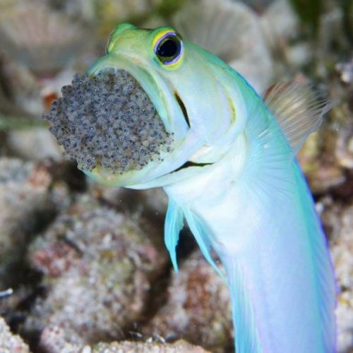 Роты разные нужны, роты разные важны! 01