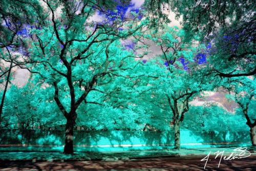 Необычные фотографии природы в инфракрасном свете. 02