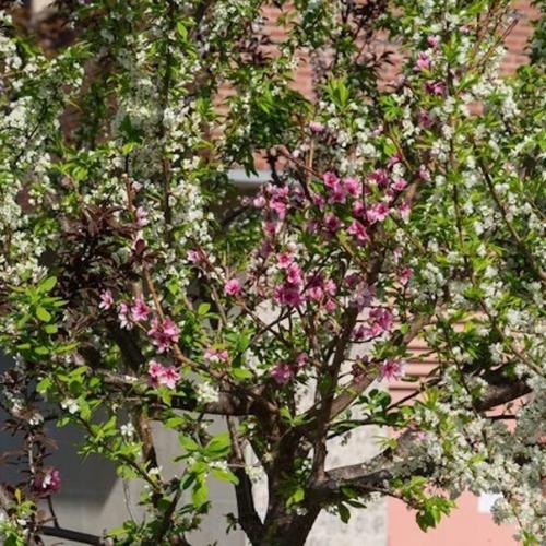 Дерево 40 фруктов. 03