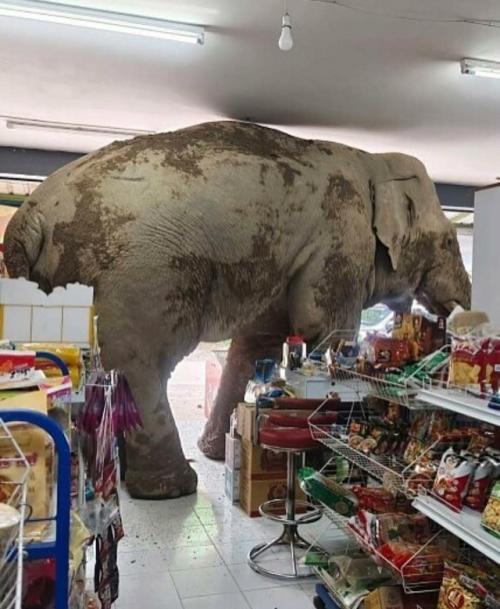 Слон в Таиланде зашёл в супермаркет, ничего не сломал и не уронил, аккуратно взял любимые конфеты и удалился.  