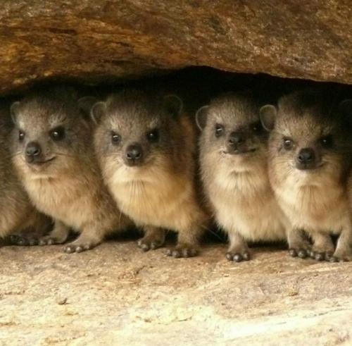 Даман - это одно из самых удивительных существ на планете, глядя на которое почти невозможно угадать его истинное происхождение. 06