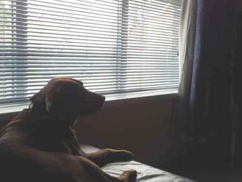 Коты - ниндзя, которые в совершенстве освоили древнее боевое искусство ниндзюцу. 06