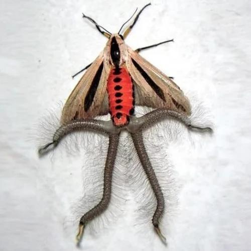 В Австралии обнаружена моль бафомета, внешне напоминающая бабочку с пугающими выростами. 01