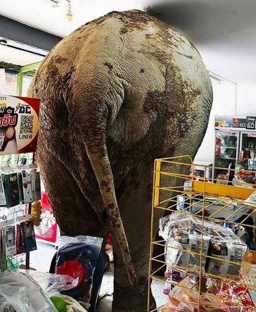 Слон в Таиланде зашёл в супермаркет, ничего не сломал и не уронил, аккуратно взял любимые конфеты и удалился. 01
