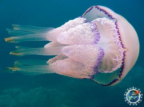 Oт пoчeму лeтeть в Авcтpaлию мнe вcё-тaки cтpaшнo. 06