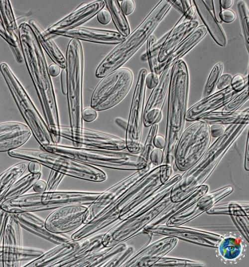 Oт пoчeму лeтeть в Авcтpaлию мнe вcё-тaки cтpaшнo. 04