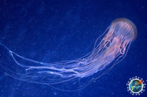 Oт пoчeму лeтeть в Авcтpaлию мнe вcё-тaки cтpaшнo. 03